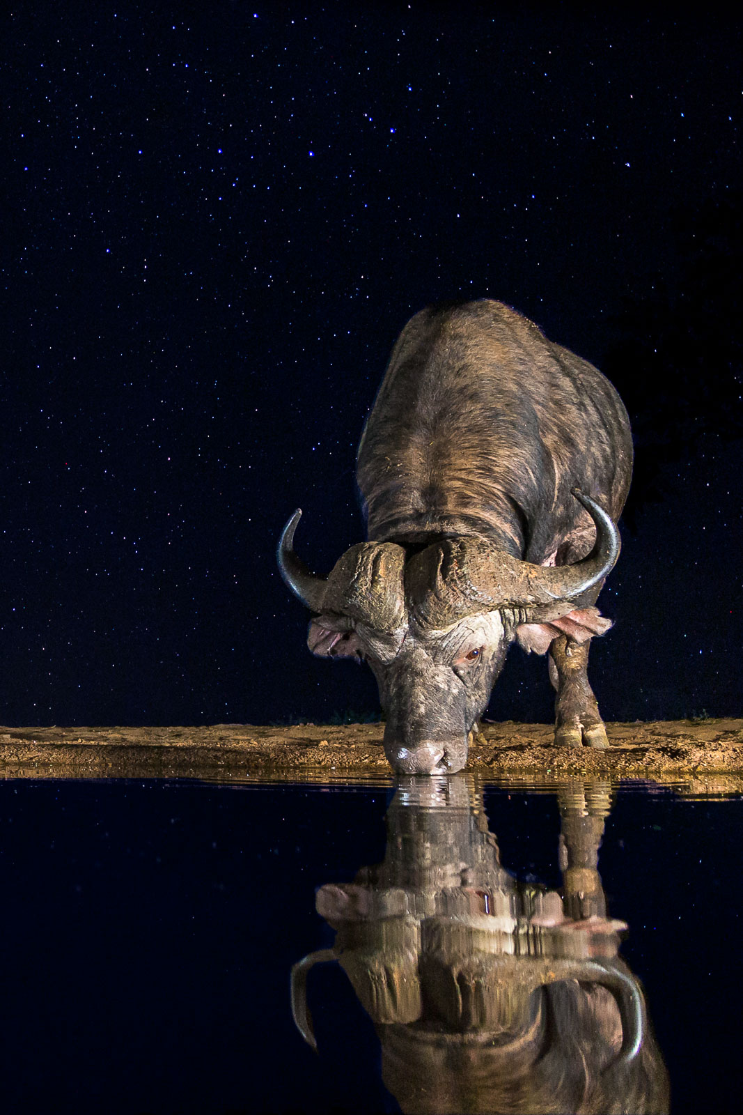 Afrikansk buffel under stjärnhimmel