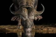 Afrikansk buffel dricker vatten