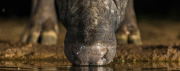 African buffalo closeup