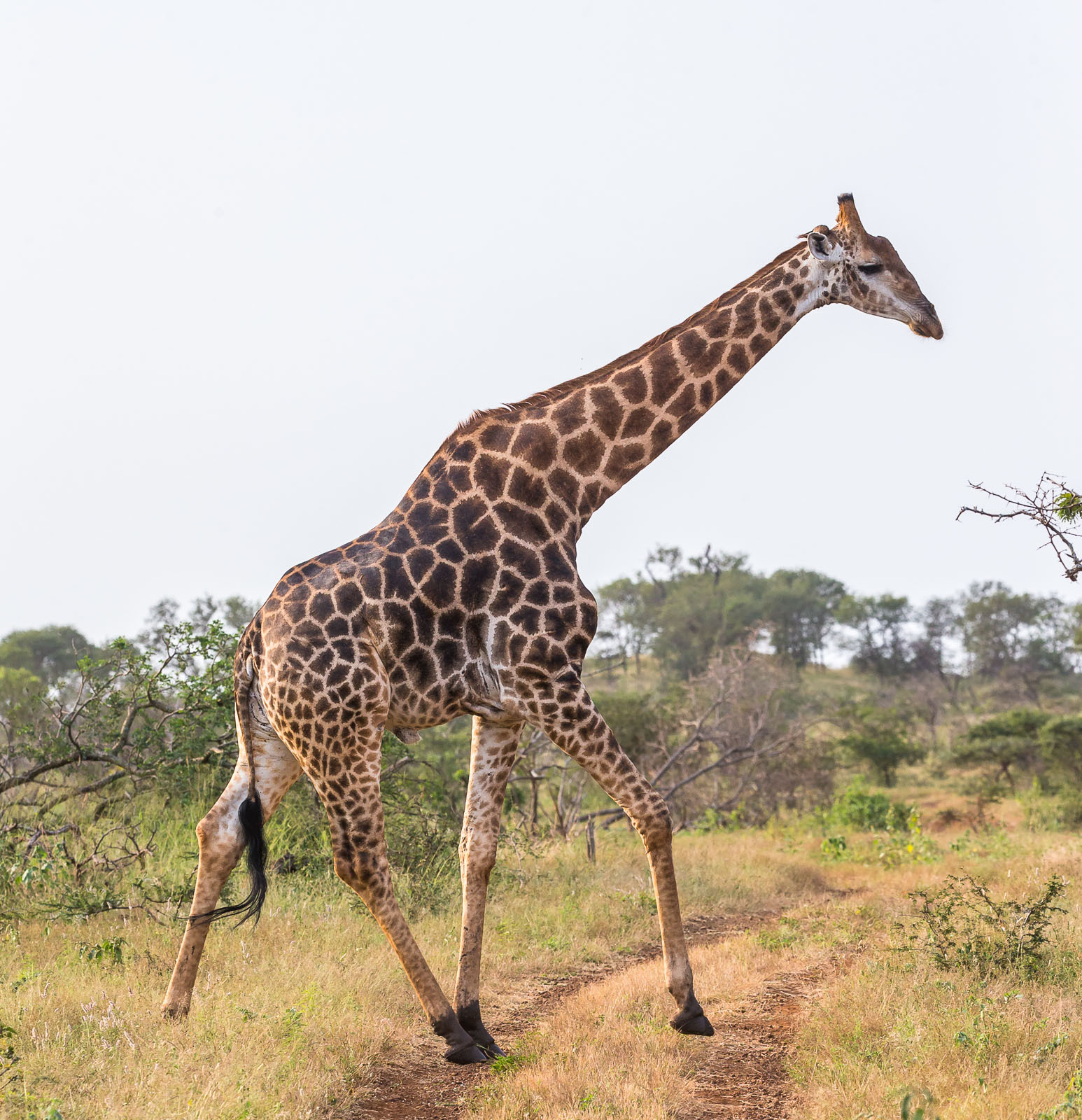 Giraffe crossing