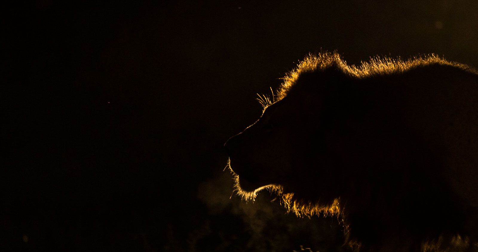 Male lion silhouette