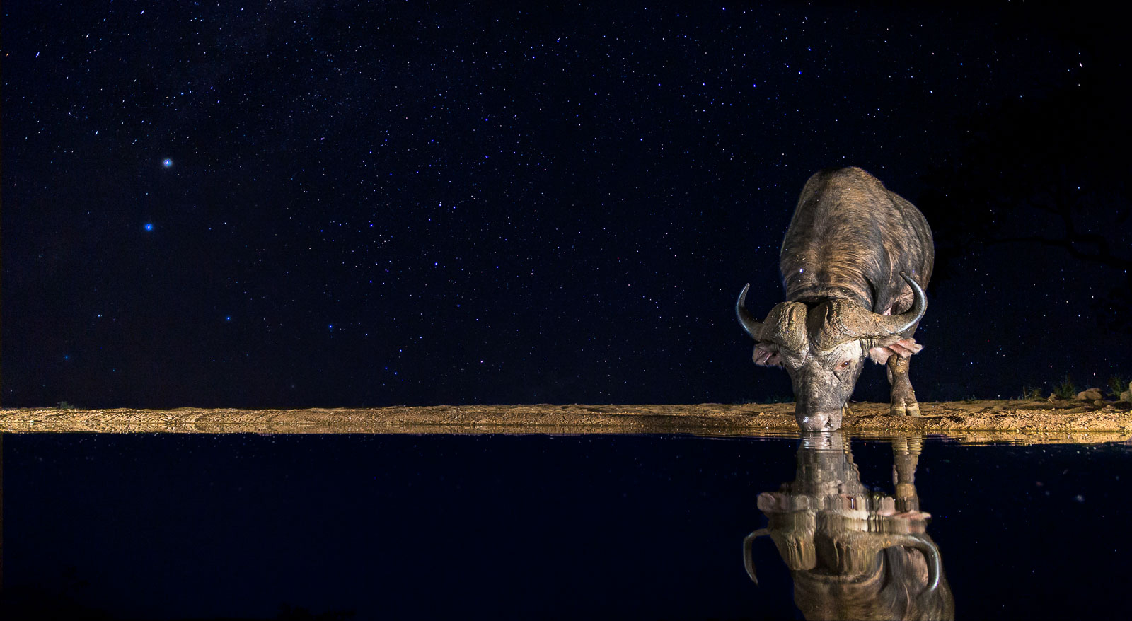 Afrikansk buffel under stjärnhimmel