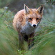 Framed fox