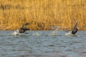 Sothöna jagar rival över vattnet