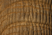 Close up of trunk