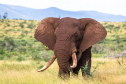 The Tusker