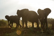 Backlit Elephants