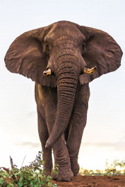 Elephant head on