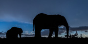 Elephants against blue sky