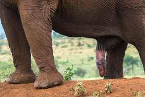 Stor elefant...