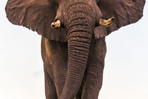 Elephant head on