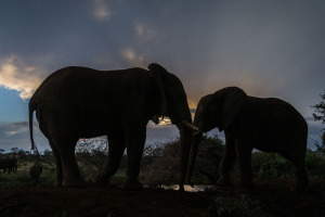 Elephant silouettes