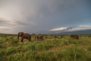 Elepants on the savannah