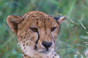 Cheetah eyes