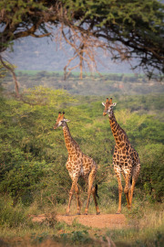 Giraffes in arch