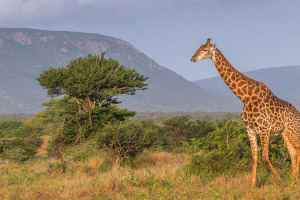 Giraff på savannen
