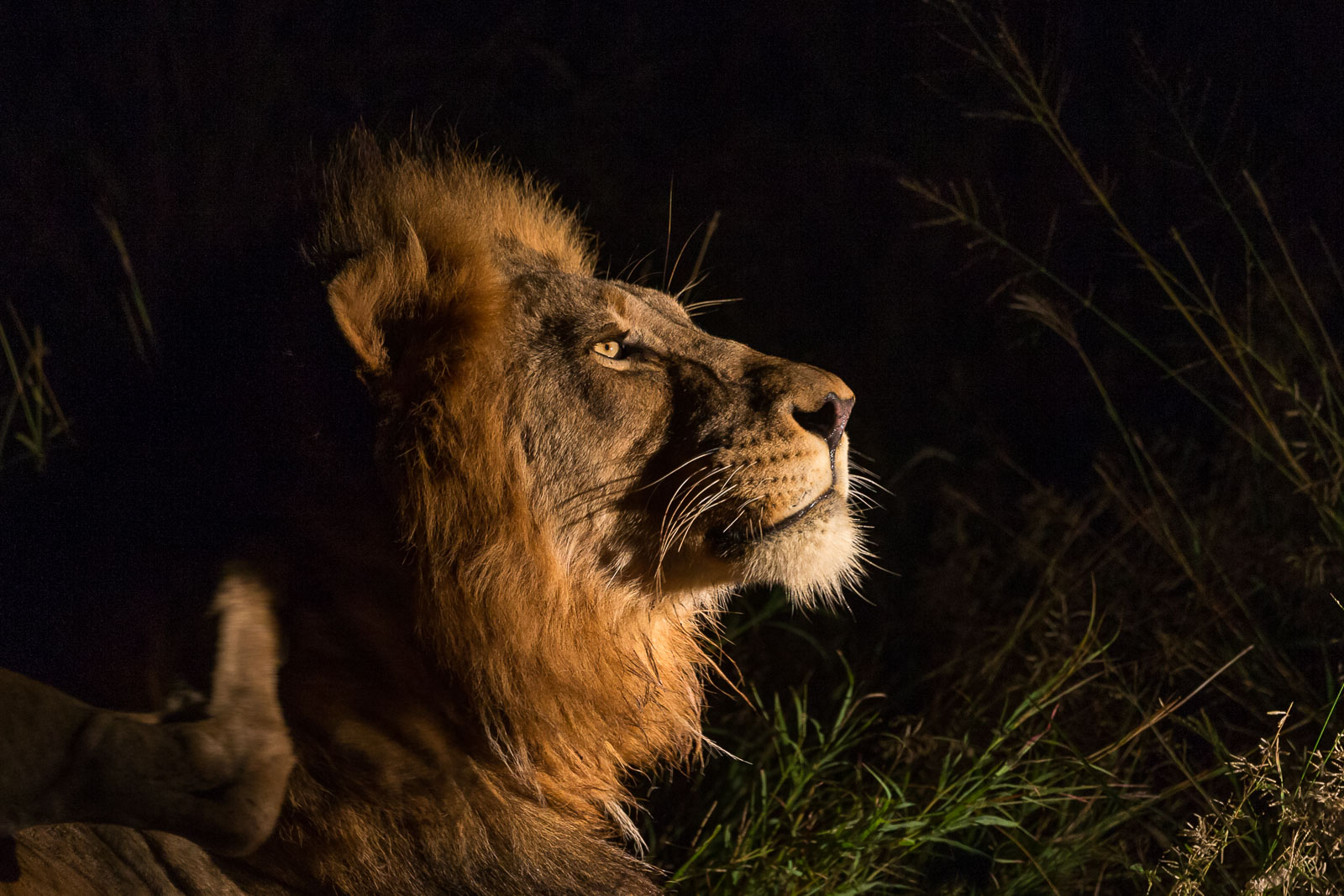 Male lion profile
