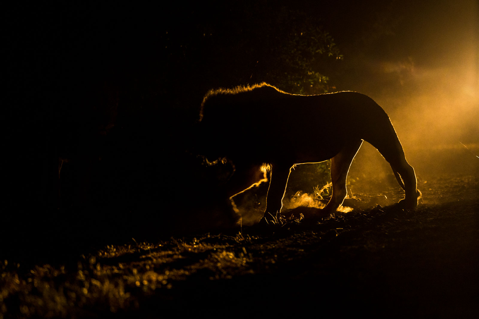 Lejonhane i natten