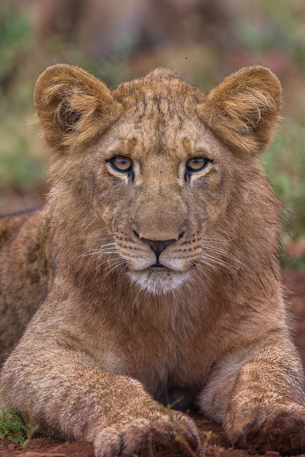 Curious Lioncub