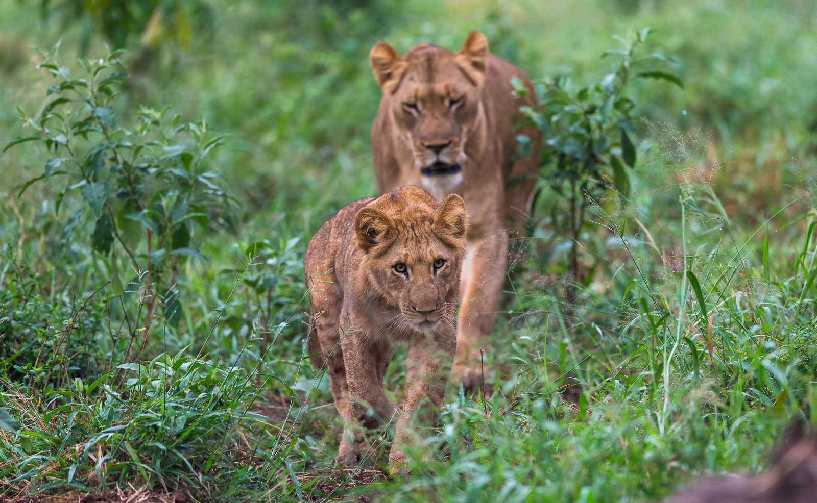 Lion family walk