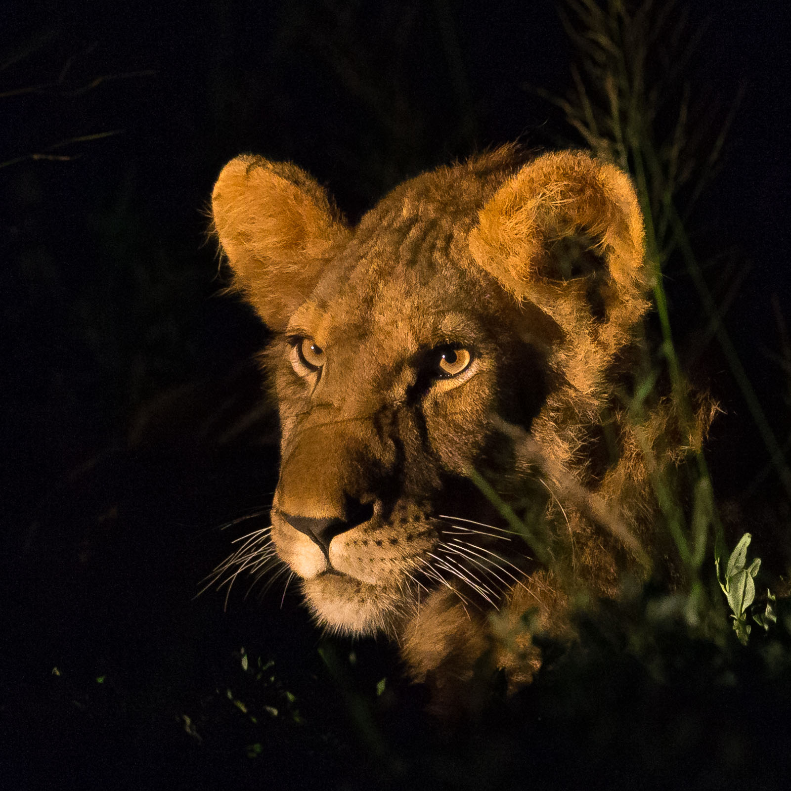 Lion night portrait