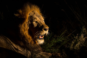Male lion in the night
