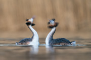 Great Crested Grebe