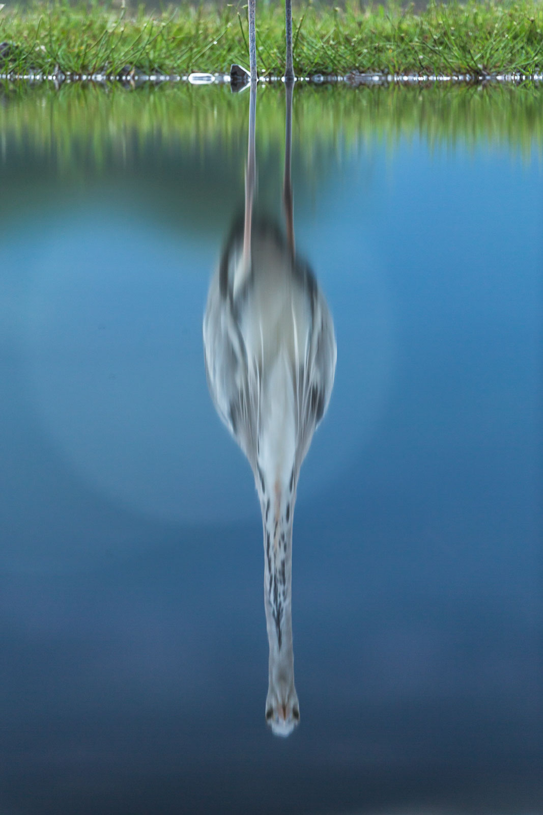Heron reflection